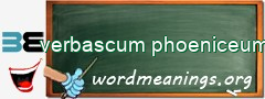 WordMeaning blackboard for verbascum phoeniceum